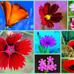 Пазл: Цветочный коллаж