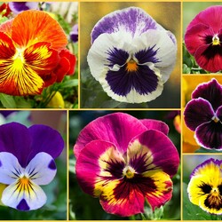 Пазл: Анютины глазки