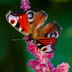 Пазл: Красота