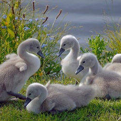 Пазл: Лебедята