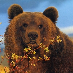 Пазл: Потапыч 