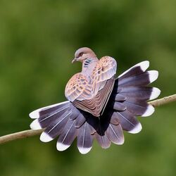 Пазл: Голубь     