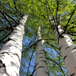 Пазл: Родные берёзы