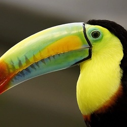 Пазл: Тукан