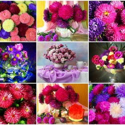 Пазл: Астры