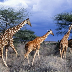 Пазл: Жирафы