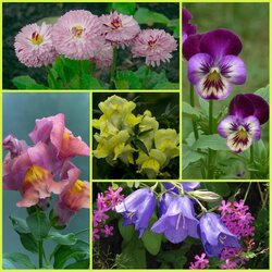 Пазл: Цветение лета