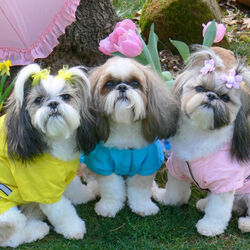 Пазл: Три красавицы