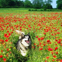 Пазл: Хаски 