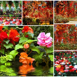 Пазл: Бегонии