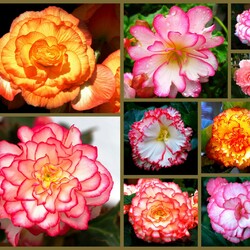 Пазл: Бегонии