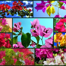 Пазл: Бугенвиллия