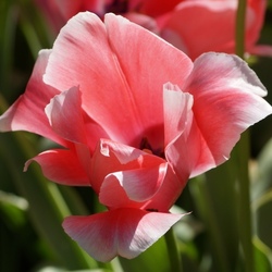 Пазл: Тюльпаны