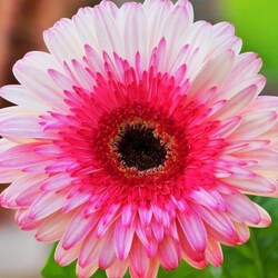 Пазл: Гербера