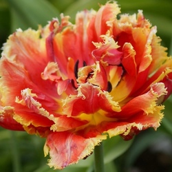 Пазл: Тюльпаны