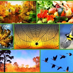 Пазл: Приметы осени