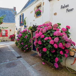 Пазл: Гортензии