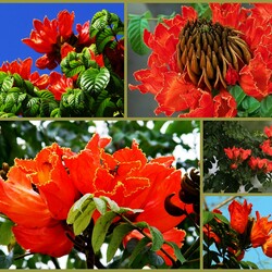 Пазл: Тюльпанное дерево