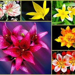 Пазл: Тюльпаны