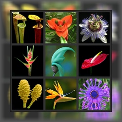 Пазл: Экзотические цветы