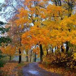 Пазл: Желтые клены