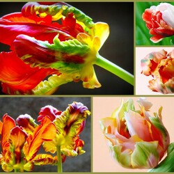 Пазл: Тюльпаны