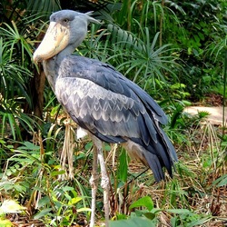 Пазл: Китоглав 