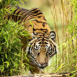 Пазл: Амурский тигр