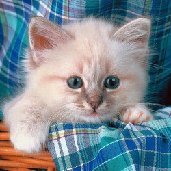 Пазл: Котенок