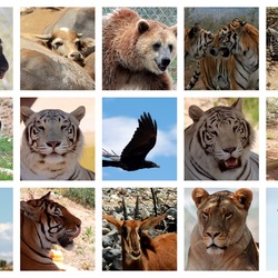 Пазл: В мире животных  
