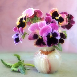 Пазл: Анютины глазки