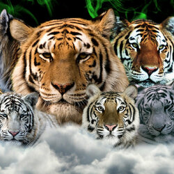 Пазл: Тигры 
