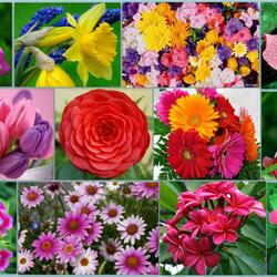 Пазл: Цветы