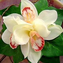 Пазл: Орхидея