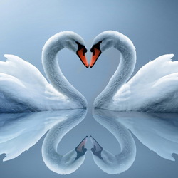 Пазл: Лебеди