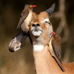 Пазл: Друзья