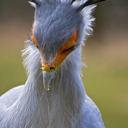 Пазл: Кокетка