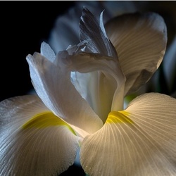 Пазл: Волшебный ирис