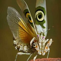 Пазл: Красота и грация 