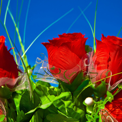 Пазл: Алые розы