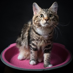 Пазл: Испуганный котенок