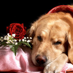 Пазл: Преданный пес