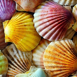 Пазл: Цветные ракушки