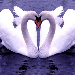 Пазл: Лебеди