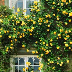 Пазл: Желтые розы у окна