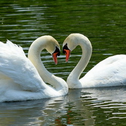 Пазл: Лебеди