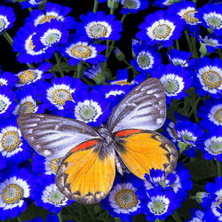 Пазл: Бабочка