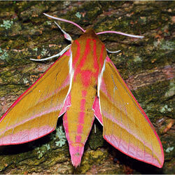 Пазл: Бабочка ночная