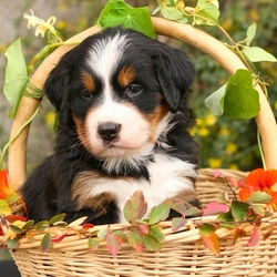 Пазл: Осений сюрприз