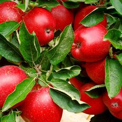 Пазл: Яблоки